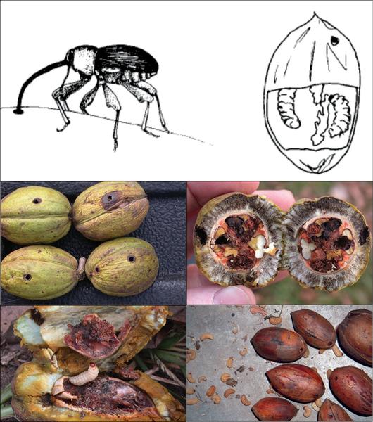 Figure 21. The pecan weevil punctures nuts, and its larvae damag